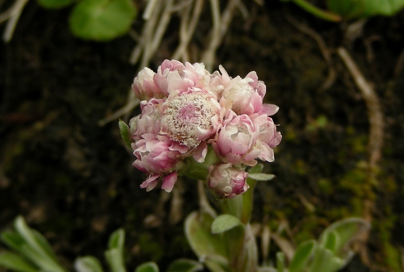 Antennaria dioica